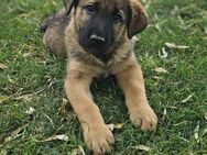 PUKO ❤️ knuffiger Teamplayer - Kissing