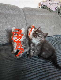 Perser Mix kitten babys Jungs - Nürnberg