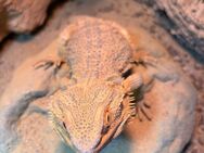 Handzahme Bartagame mit Komplettterrarium & edlem Unterbau - Frankfurt (Main)