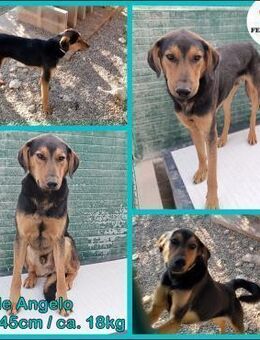 lieber Angelo sucht ein Zuhause - Margetshöchheim