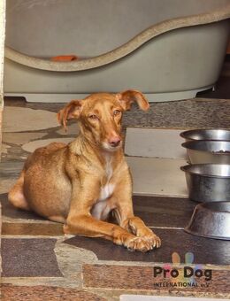 Bluna, eine zauberhafte Hündin - Talkau