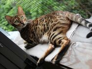 Bengal Katze sucht neues Zuhause - Hannover