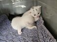 Verkaufe meine kleinen sebirischen Kitten in 34431