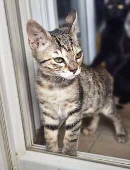 Unsere kleine Ameise Mrva - Margetshöchheim