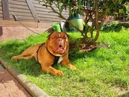 Old Englisch Bulldogge - Edertal