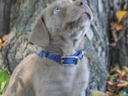 Labrador Welpen silber mit Ahnentafel - Erlau