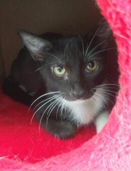 Wirbelwind Kaipo (ALO) - Geisenheim