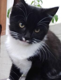 Baby Kater - Hamburg