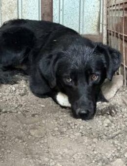 Baluk, mit den weißen Socken 🐾 - Elsdorf (Nordrhein-Westfalen)