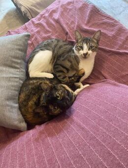 Apollo und Tarta aus dem Tierschutz - Grevenbroich