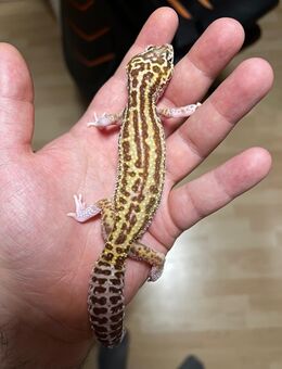 Leopardgecko Weibchen (Super Giant) Suchen ein neues Heim (+Terrarium | Batman Bat Cave) - Salzgitter