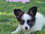Papillon Welpen suchen ihre liebevolle neue Familie - Garching (Alz)