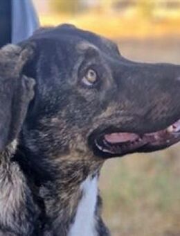 Pongo - treu - liebevoll - sanft - Mettmann