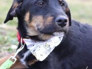 Rocky 💗 verschmuster, lieber Junghund - Hamburg