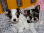 kleinbleibende Biewer Yorkshire Terrier Babys - Mitterteich