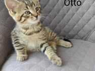 Maine Coon-Mix Kitten Katzenbabys - Straubing