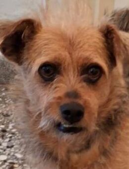 Celina, geb. ca. 10/2017, GRIECHENLAND - Euskirchen