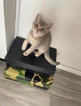 Bkh Kitten weiblich - Schloß Holte-Stukenbrock