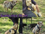 Suana ist freundlich und sanft - Schafflund