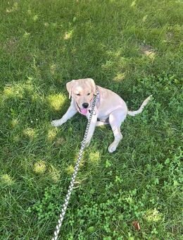 Reinrassiger Labrador - Offenburg