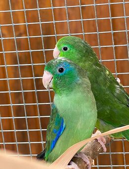 Sperlingspapageien, Augenring/ Brillensperlingspapagei - Kleinniedesheim