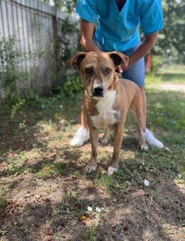 Tolle Hündin Athena sucht ihre Familie! - Kabelhorst