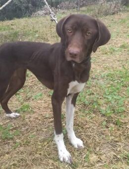 Hübsche, liebe Avra sucht Familie - Leonberg (Baden-Württemberg)