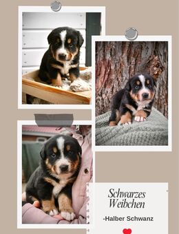 Welpen, Mischling, Appenzeller Sennenhund, Berner Sennenhund, Australien Shepard - Wittenberg (Lutherstadt) Wittenberg