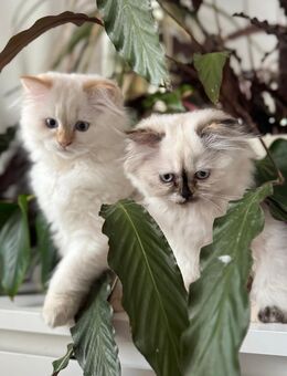 Persa Ragdoll Mix in liebevolle Händen abzugeben - Berlin