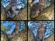 Maine Coon Kitten suchen Herzensplätze - Kiefersfelden