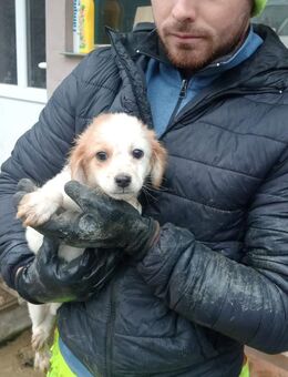 Georgie, in Sicherheit geboren - Steinhagen (Nordrhein-Westfalen)