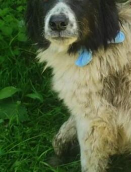 ♡Toshko♡- Wo sind meine Menschen? - Alfeld (Leine)