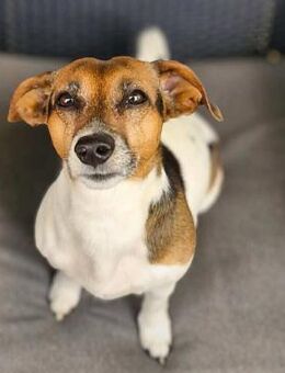 Barnie - ist nähebedürftig - Löwenberger Land