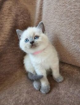 Wunderschöne BKH Blue Piont Kitten Katzen - Augsburg