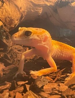 2 Leopardgeckos abzugeben - Bienenbüttel