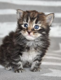 Typvolle Sibirische Kitten mit Stammbaum – geboren am 10 Juli 2025 🐾 Liebevoll aufgezogen, bestens sozialisiert und bereit für ihr Für-immer-Zuhause ab mitte Oktober 🐾 - Zell (Aichelberg)