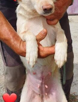 Mirela - eine zarte, sanfte Hündin - Willich