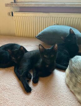 Drei Babys Katzen suchen Liebevollen zuhause - Münzenberg