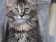 Maine Coon Kitten - Klausen