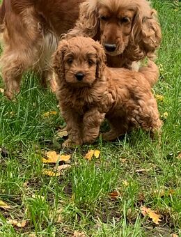 Cockerpoo Welpe zu verkaufen - Gemünden (Landkreis Westerwaldkreis)