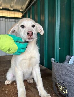 Rafaello kleiner Entdecker - Schlitz