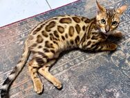 Bengal-Katerchen sucht neues, liebevolles Zuhause - Kassel Wolfsanger-Hasenhecke