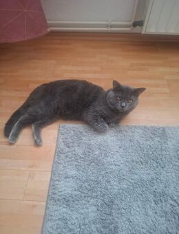 Simba sucht Liebevolles zuhause. - Krefeld