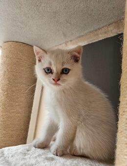 BKH Kitten - Backnang