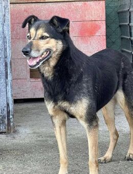 ALEA möchte endlich ankommen - Weiterstadt