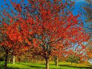 Der Herbst ist da, wie wunderbar! - Elze