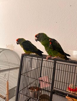 2 grüne Kongopapageien suchen neues Zuhause - Oberhausen