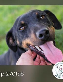 Chip 270158: sucht ein Zuhause - Kirchzell