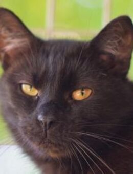 ROCKY-selbstbewusster, stolzer Kater - Rösrath