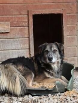 Linga Pflegestelle oder Zuhause gesuch - Oberwies